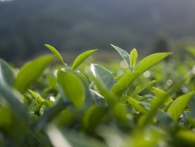 河北垂钓牵牛小苗批发价格概览