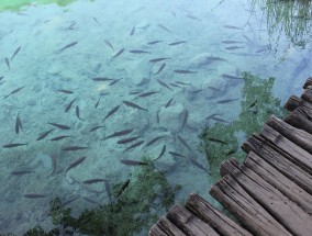 天津茶淀垂钓，一场亲近自然的休闲之旅